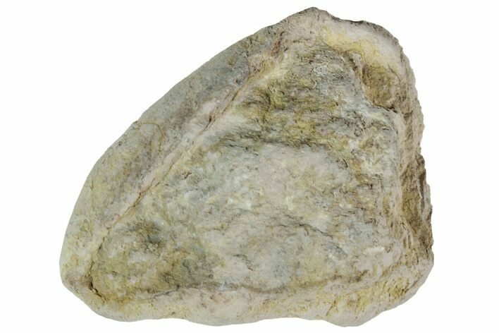 Cretaceous Fish Coprolite (Fossil Poop) - Kansas #216455